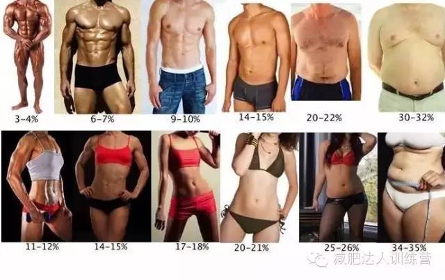 不同體脂的身材 不同體脂的身材